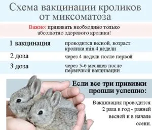 Când și care fac vaccinări iepuri - o masă, o fermă cu propriile sale mâini
