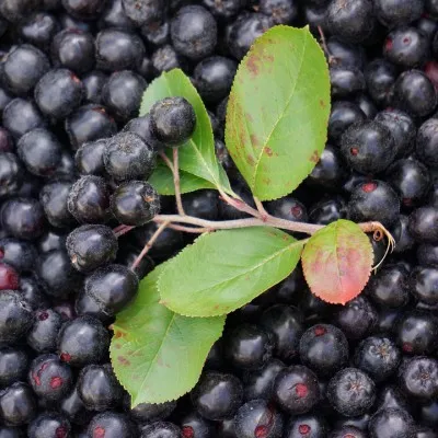 Atunci când se colectează Aronia