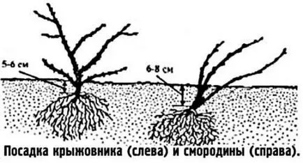 При засаждане цариградско грозде - пролет или есен, как да стъпка по стъпка ръководство