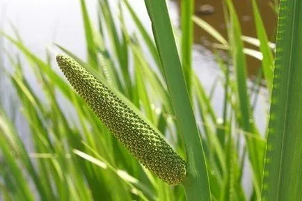 Calamus păr rădăcină comentarii, rețete, măști airom