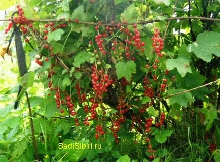 Червено френско грозде засаждане и технологии в селското стопанство - Градина Сибир