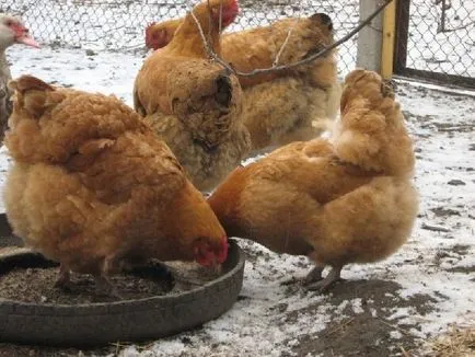 Hrănirea găini ouătoare din semințe de in și care tratează