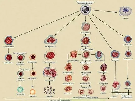 Hematopoieza - l