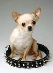 Chihuahuas de formare