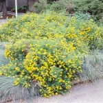 Cinquefoil arbust - ingrijire si cultivare, fotografie, o grădină de plante