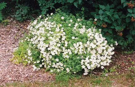 Cinquefoil храст - грижи и отглеждане, снимка, растителна градина