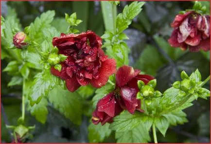 Cinquefoil arbust - ingrijire si cultivare, fotografie, o grădină de plante