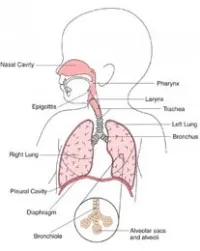 Tratamentul bolilor tractului respirator superior