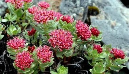 Kezelése Rhodiola rosea