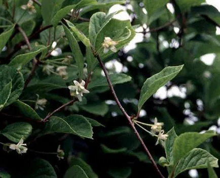 Schisandra (bogyó), hogyan kell használni és hasznos tulajdonságokkal