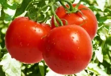 Най-добрите сортове домати за мнения доматени оранжерии са добри за открито поле най-добрите, видео и снимки