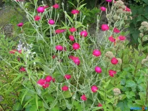 Campion coroana în plantarea peisajului, îngrijirea, fertilizarea, reproducerea, combaterea