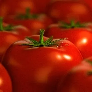 Cele mai bune moduri de propagare a plantelor - tomate în creștere în seră