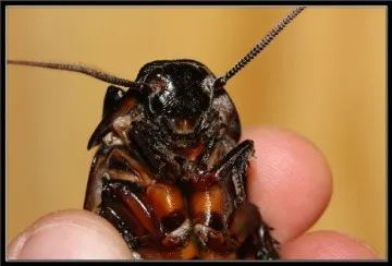 Madagascar shipyashie gândaci de îngrijire special animale de companie exotice