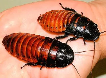 Мадагаскар shipyashie хлебарки специално за грижа за екзотични домашни любимци