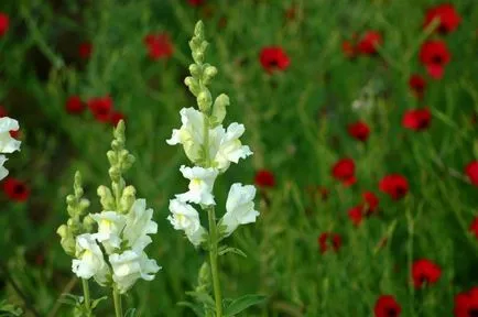 Snapdragon (50 снимки) техники за отглеждане, засаждане и грижи за растенията