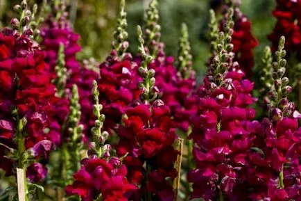 Snapdragon (50 снимки) техники за отглеждане, засаждане и грижи за растенията