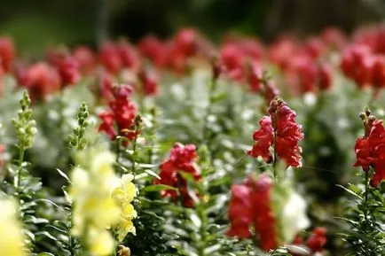 Snapdragon (50 снимки) техники за отглеждане, засаждане и грижи за растенията