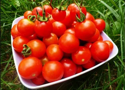 Най-добрите сортове домати за мнения доматени оранжерии са добри за открито поле най-добрите, видео и снимки