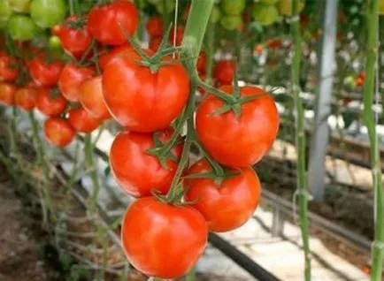 Cele mai bune soiuri de tomate pentru sere de tomate Comentariile sunt bune pentru câmp deschis, cele mai bune videoclipuri și fotografii