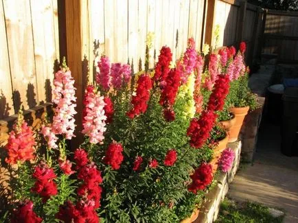 Snapdragon (50 снимки) техники за отглеждане, засаждане и грижи за растенията