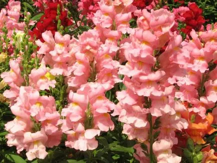 Snapdragon (50 снимки) техники за отглеждане, засаждане и грижи за растенията