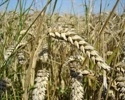 Cele mai bune produse pentru a elimina nicotina din partea de sus a corpului 10