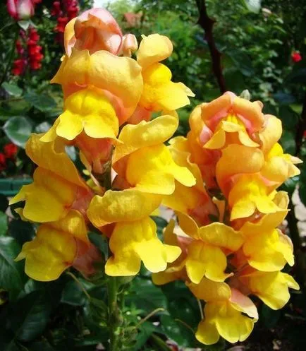 Snapdragon (50 снимки) техники за отглеждане, засаждане и грижи за растенията