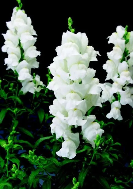 Snapdragon (50 снимки) техники за отглеждане, засаждане и грижи за растенията