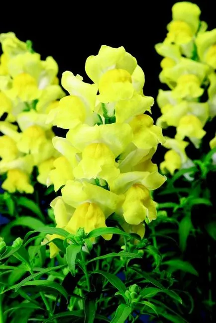 Snapdragon (50 снимки) техники за отглеждане, засаждане и грижи за растенията