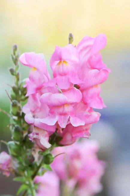 Snapdragon (50 снимки) техники за отглеждане, засаждане и грижи за растенията