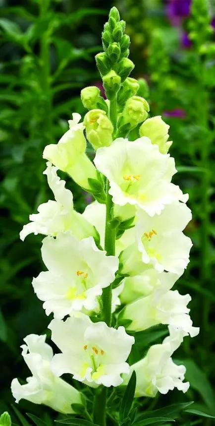 Snapdragon (50 снимки) техники за отглеждане, засаждане и грижи за растенията