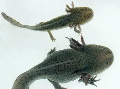 axolotl mexican, site-ul de acvariu