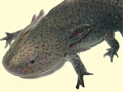 axolotl mexican, site-ul de acvariu