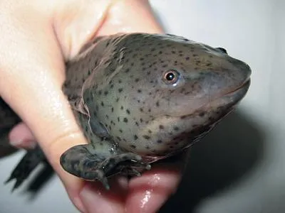 axolotl mexican, site-ul de acvariu