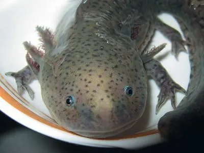 axolotl mexican, site-ul de acvariu