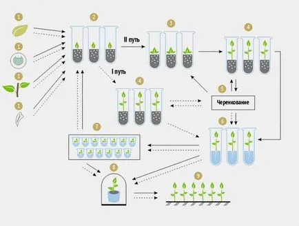 meristem de laborator