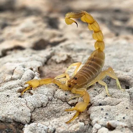 Módszerekkel foglalkozó skorpiók az otthon