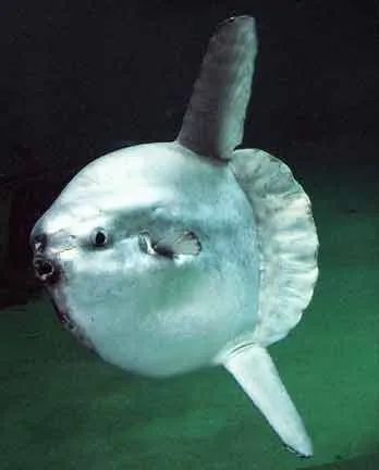 Mola-Mola - sunfish