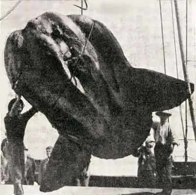 Mola-Mola - sunfish