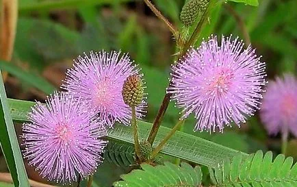 Mimosa Mimosa pudica cum să păstreze în pufos, pus acolo în apă