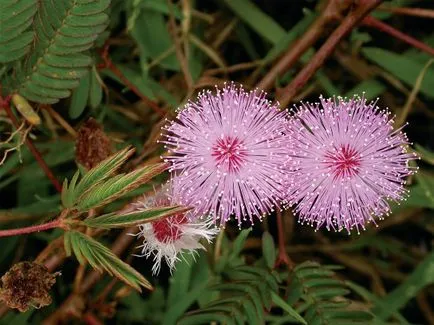 Mimosa Mimosa pudica cum să păstreze în pufos, pus acolo în apă