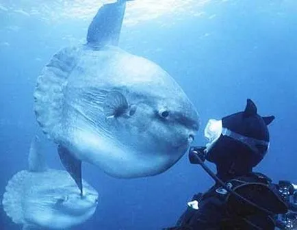 Mola-Mola - sunfish