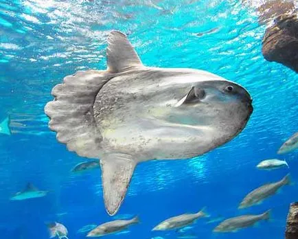 Mola-Mola - sunfish