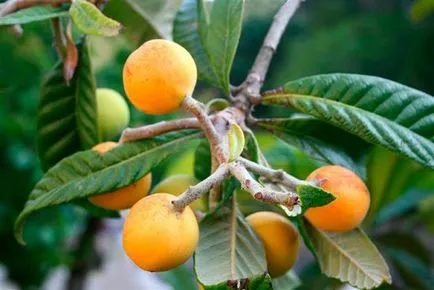 отглеждане Loquat и грижи в дома като снимка издънка на костите