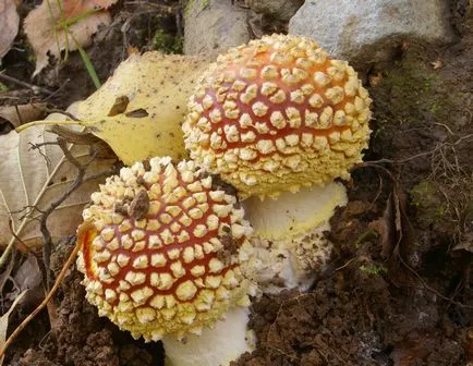 Amanita muscaria