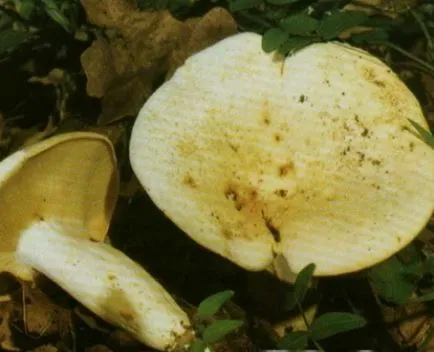 Amanita muscaria