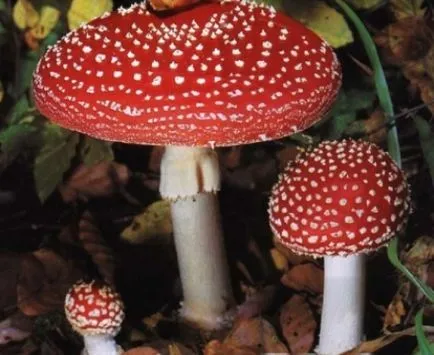 Amanita muscaria