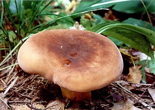 Amanita muscaria