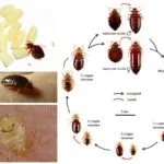 remedii populare pentru ploșnițe în apartament Cum sa scapi de bug-uri de pat